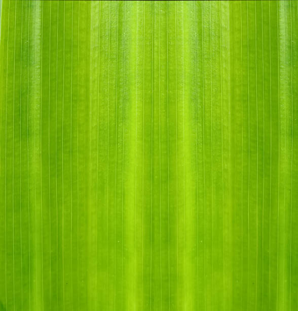 istock Banana fresh leaf abstract line green nature background 1432548972