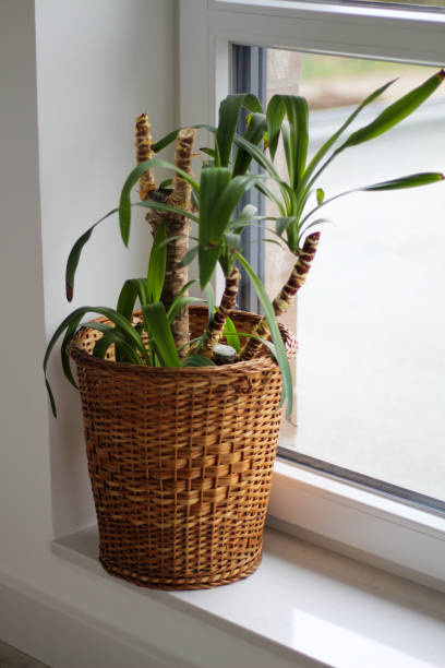 istock Yucca palm with browning leaves in a straw pot 1432549479