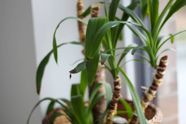 Yucca palm in a straw pot