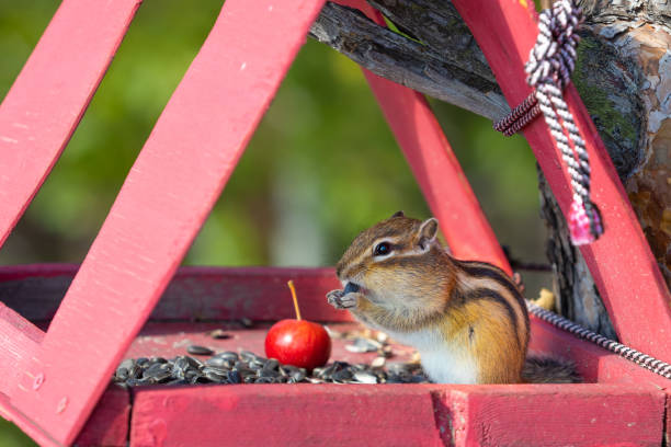 Chipmunk eats seeds in a feeder Striped chipmunk eats sunflowers seeds in a bird feeder-house eastern chipmunk photos stock pictures, royalty-free photos & images