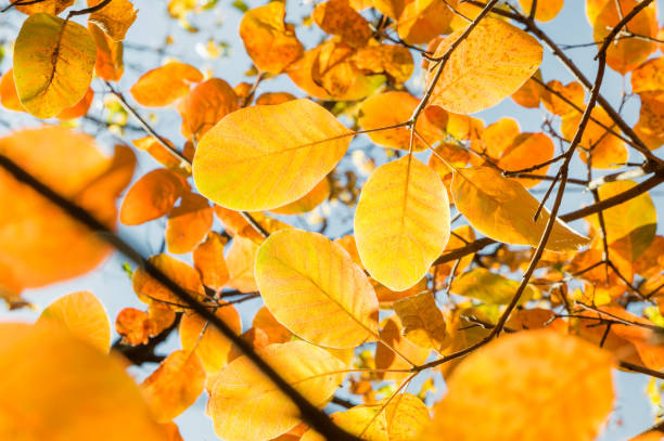 istock Orange autumn leaves on a branch 1432552379