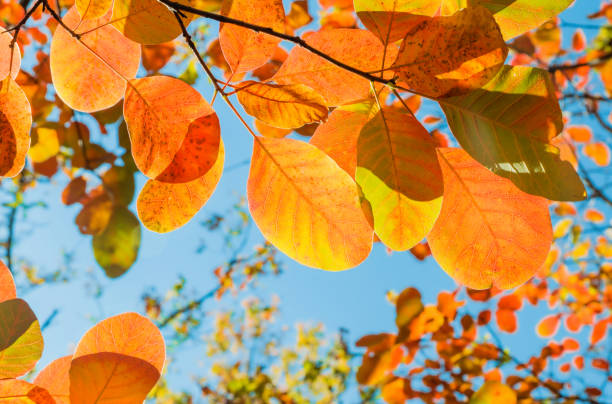 istock Orange autumn leaves on a branch 1432552385