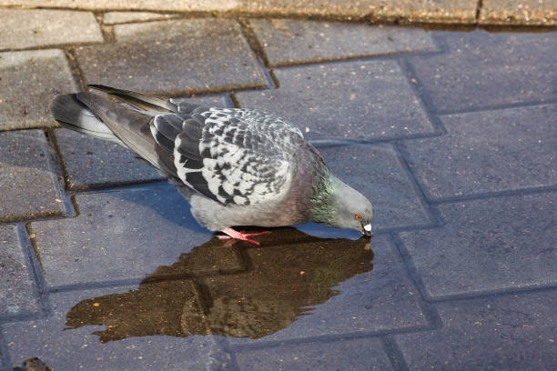 istock grey pigeon drinks from a puddle in the city in summer 1432553239