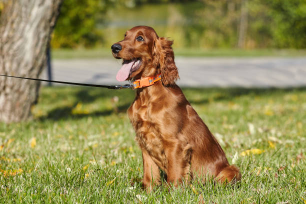 istock young brown Irish setter puppy on a green lawn 1432553273