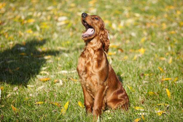 istock young brown Irish setter puppy on a green lawn 1432553274