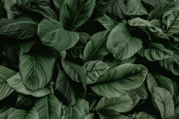 istock Dark green tropical leaf group background panoramic background concept of nature 1432555030