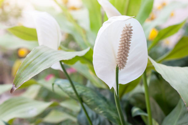 istock Peace Lily or pathiphyllum wallisii flower bloom with sunlight in the garden. 1432555928