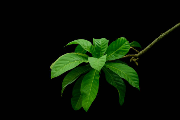 istock group of green leaves on a black background. 1432556275