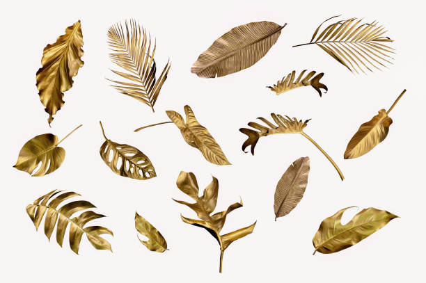 istock Gold monstera leaves plant frame isolated on a white background. top view. copy space. abstract. 1432556281
