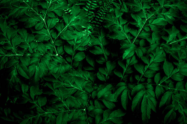 istock Dark green leaves in the park background image 1432556282