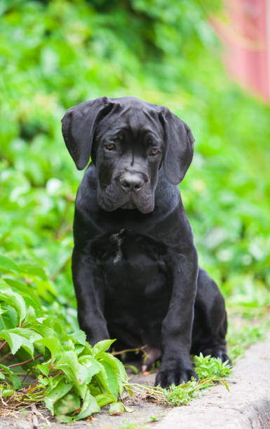 istock Italian Cane Corso puppy in the grass 1432557070