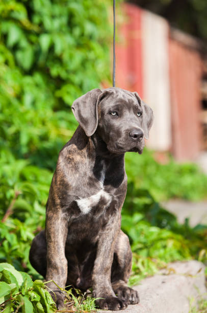 istock Italian Cane Corso puppy in the grass 1432557075