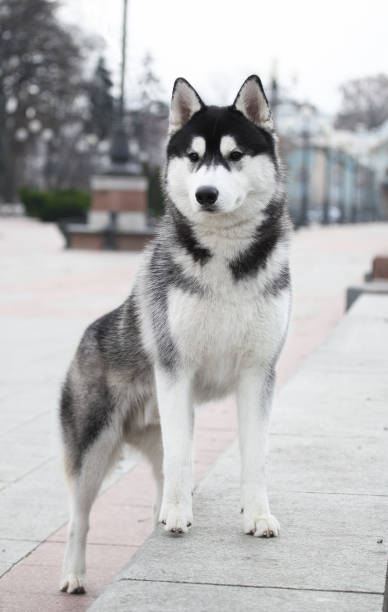 istock Black and white siberian husky walking in the park 1432557110
