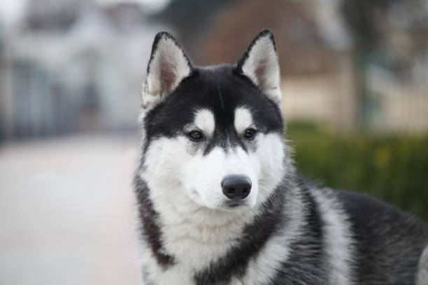 istock Black and white siberian husky walking in the park 1432557123