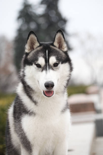 istock Black and white siberian husky walking in the park 1432557128
