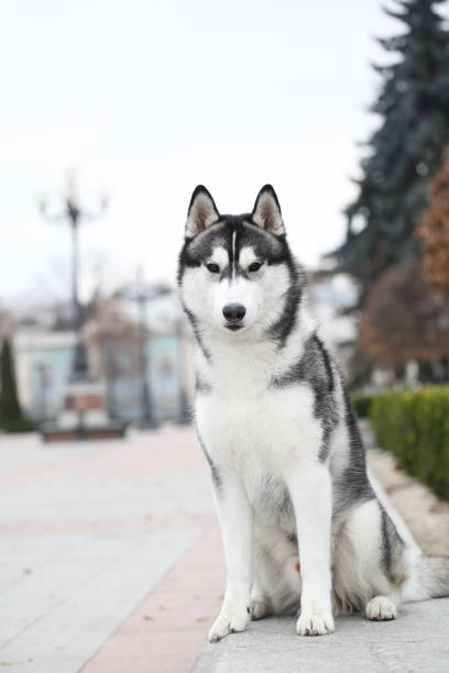 istock Black and white siberian husky walking in the park 1432557130