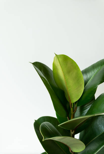 istock Ficus elastic (rubber fig) in the home interior. Home decor and gardening concept. 1432557550