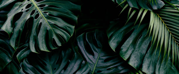 istock Tropical foliage, green palm leaf background 1432557810