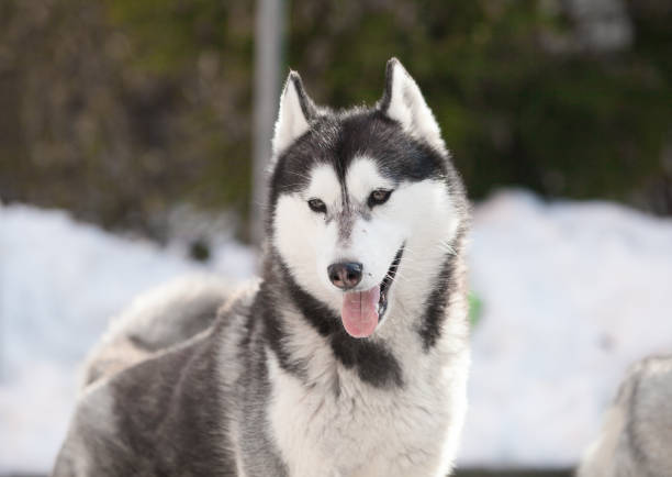 istock Husky puppies playing in the snow 1432558252