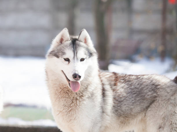 istock Husky puppies playing in the snow 1432558272