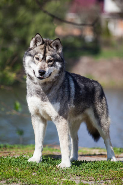 istock Husky on the bridge near the river 1432558381