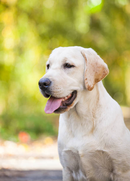 istock Puppy labrador retriever playing in the park 1432558909