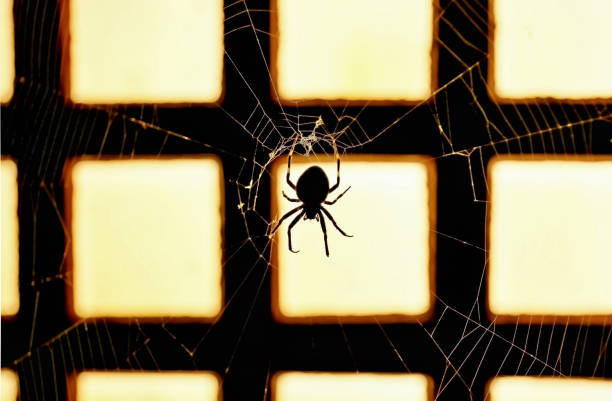 istock A spider weaving web on the background of a lit traditional Japanese lantern. 1432559105