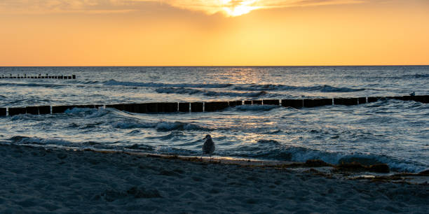 istock On the sandy beach with seagulls and groyne at sunset 1432559624