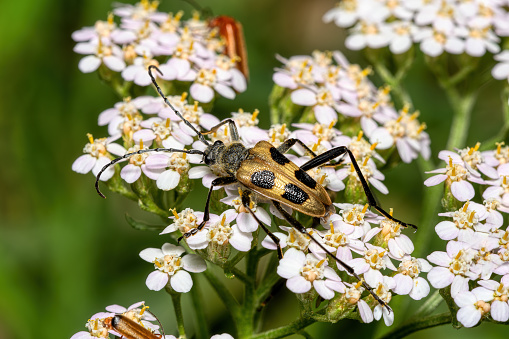 close-up view of a longhorn beetle on white blossoms