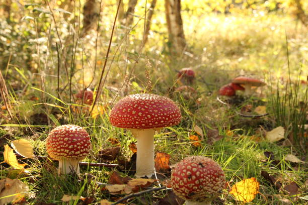 istock beautiful red fly agaric mushrooms in a bright forest 1432560262