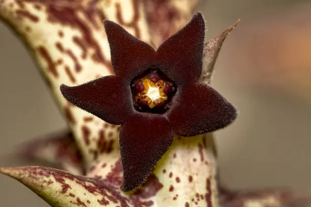 close up view of a blooming carrion flower