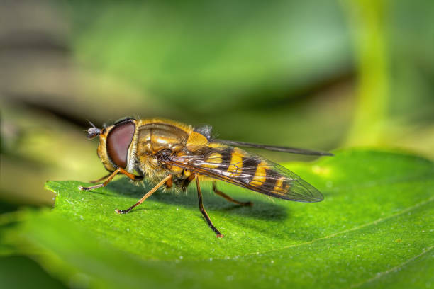 istock hoverfly - family Syrphidae 1432561248