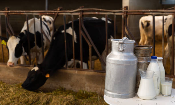 istock Milk, dairy products on table in cowshed 1432563760