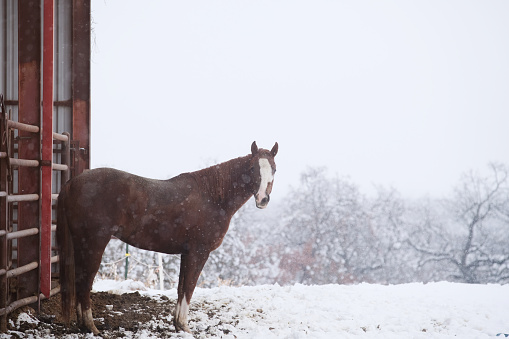 Close up portrait of a brown horse under a gentle snowfall in winter time