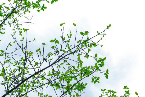istock Fresh and green leaves with a sky background for the wallpaper. 1432567047