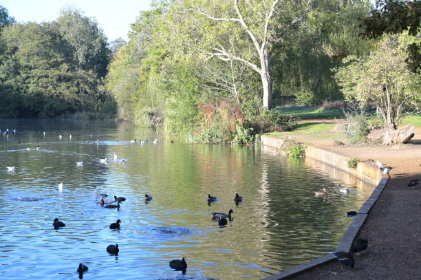 istock Water birds on a pond in Reigate during the Fall of 2022. 1432568224