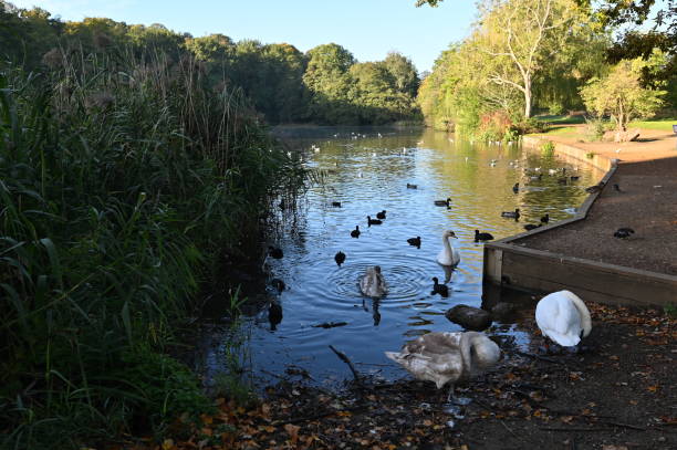 istock Water birds on a pond in Reigate during the Fall of 2022. 1432568468