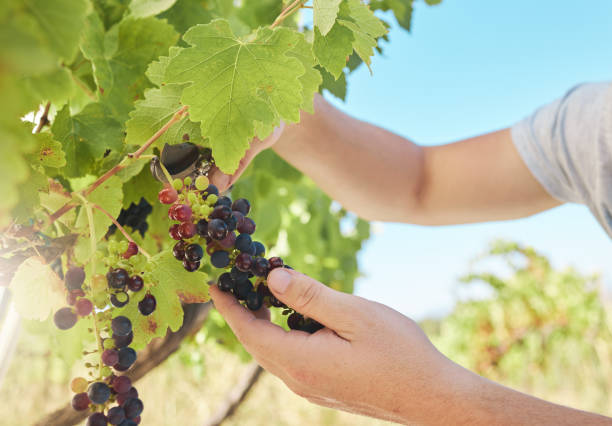 istock Grapes vineyard, nutritionist worker or agriculture farmer working with black fruit on green farm or countryside. Person hands with plant growth sustainability in farming or wine production industry 1432569157