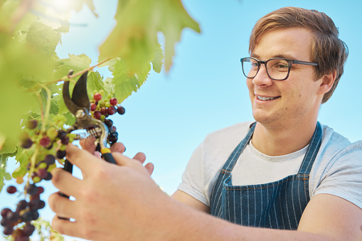 Farmer picking fresh red grapes off plant in vineyard. Young man standing alone and cutting crops and produce to examine them on wine farm in summer. Checking fruit for harvest with a smile in nature