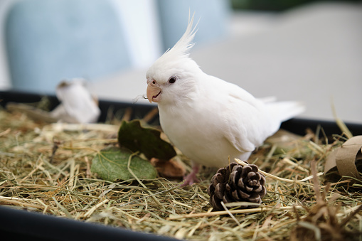 Albino cockatiel playing in its foraging tray, environmental enrichment. White-faced Lutinos mutation.