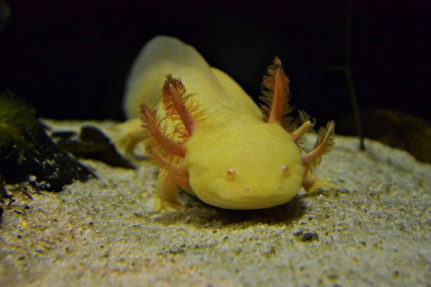 drago o non drago? - young animal sea life amphibians animals and pets foto e immagini stock