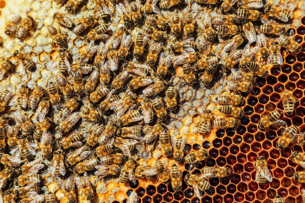 honey bees flying into wooden beehives - bee stockfoto's en -beelden
