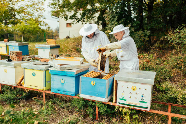 istock Two mature beekeepers collecting honey from beehives 1432571342