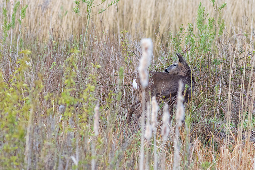 Roe deer (Capreolus capreolus) in the wild