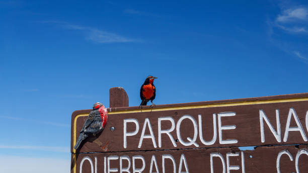 istock long-tailed meadowlark standing in a sign 1432571502