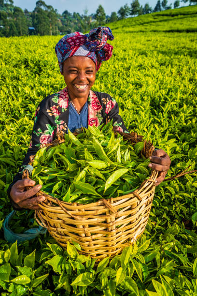 african woman plucking tea leaves on plantation, east africa - tea crop picking agriculture women imagens e fotografias de stock