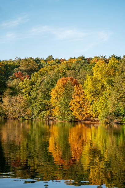 istock Autumn forest by the lake 1432572060