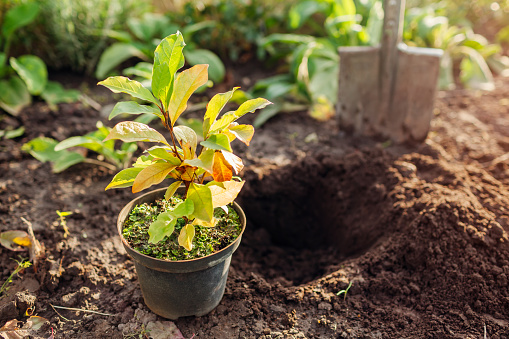 Preparation for planting magnolia into soil. Small tree in container ready for transplanting in fall garden. Digging hole with shovel