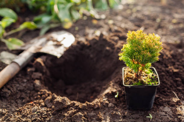 istock Planting anniek arborvitae into soil. Spherical evergreen thuja in container ready for transplanting in fall garden 1432572236