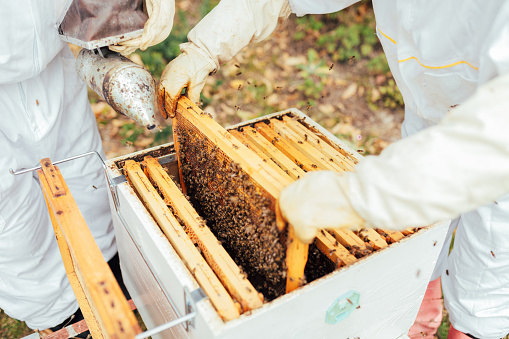 Two mature beekeepers collecting honey from beehives